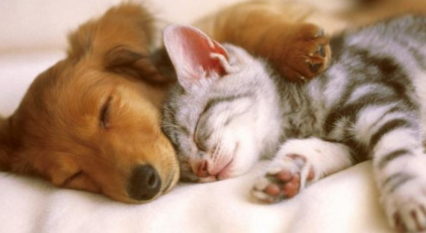 perros y gatos