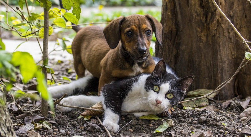 perros y gatos