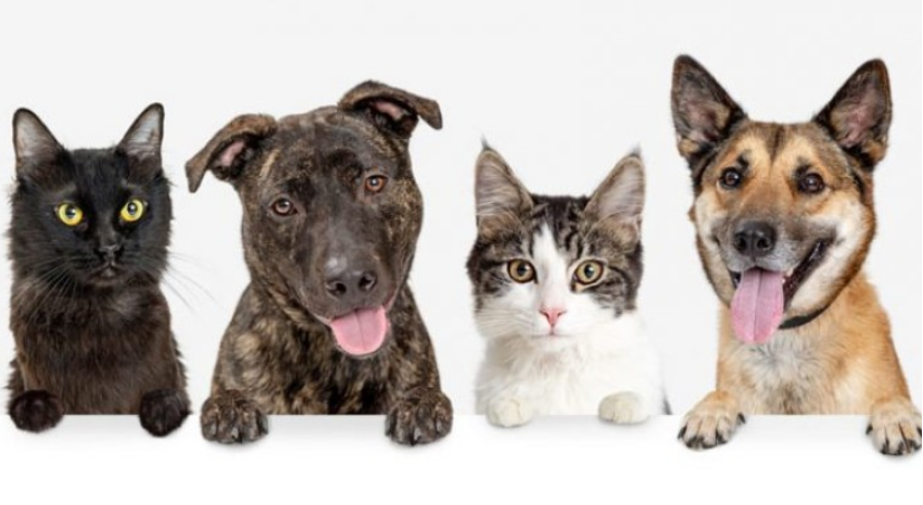 perros y gatos