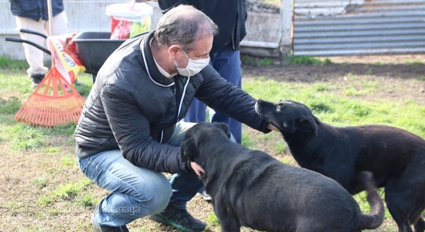 perros