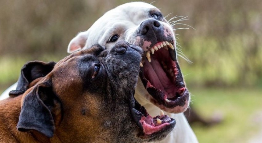 perros