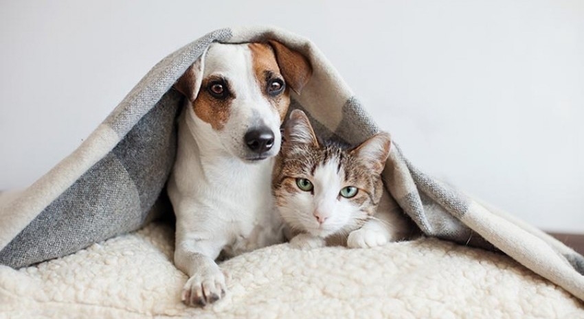 perros