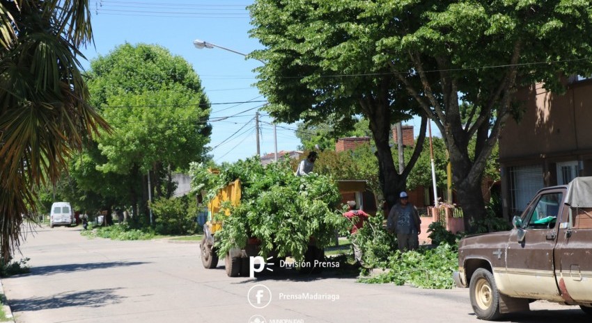 poda preventiva