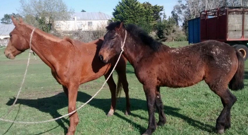 secuestro de animales