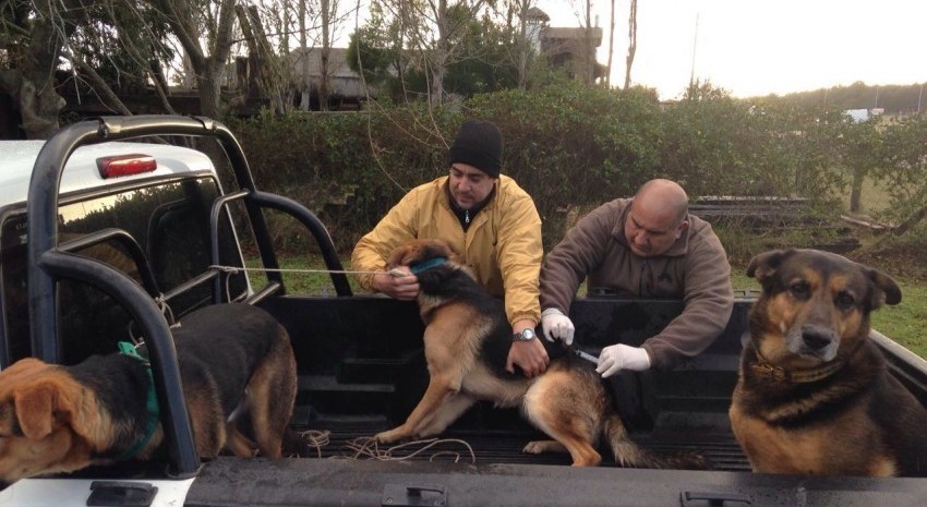 vacunacion canina en el frente de ruta madariaga