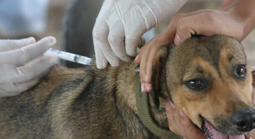 vacunacion perros y gatos