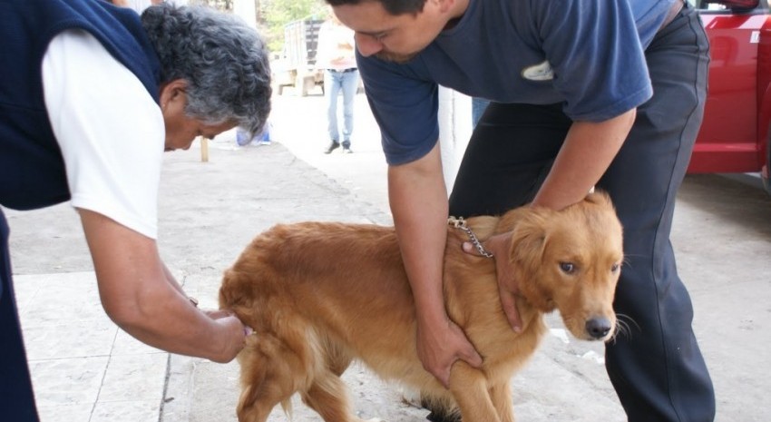 vacunacion perros