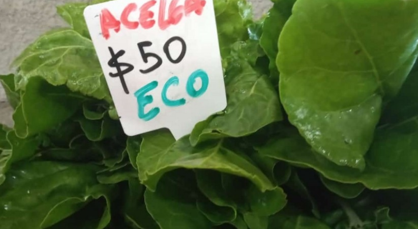 verduras
