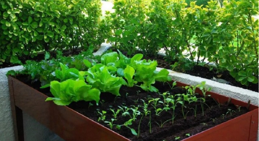 verduras