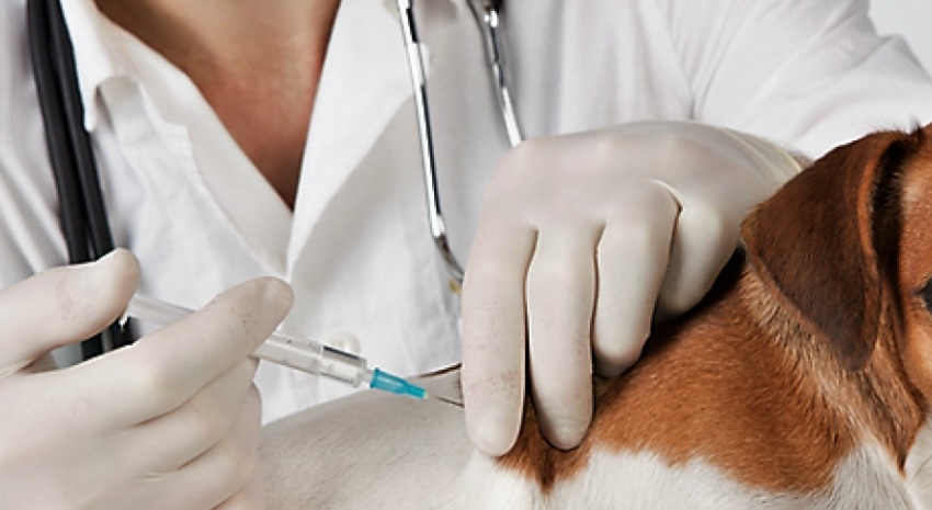 zoonosis