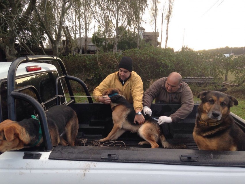 vacunacion canina en el frente de ruta madariaga