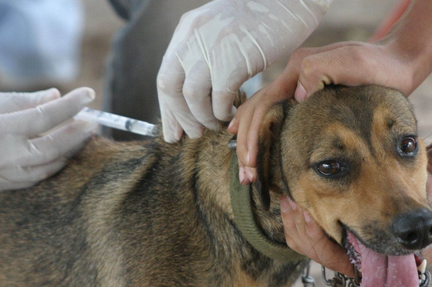 vacunacion perros y gatos